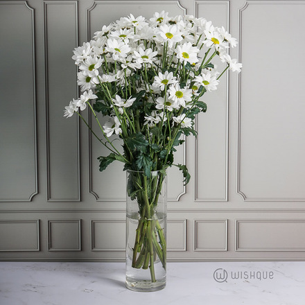 White Daisy Chrysanths Cut Flowers