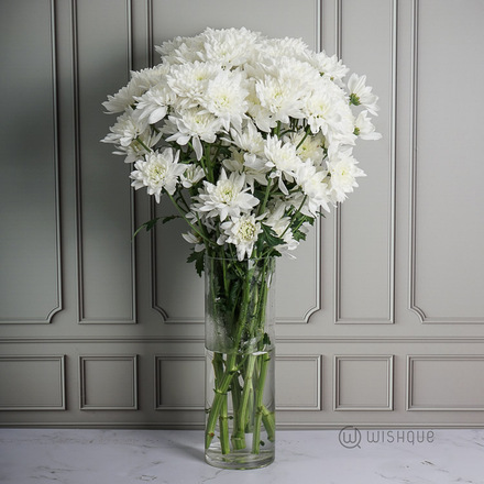 Winter Chrysanths Cut Flowers