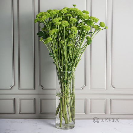 Green Star Chrysanths Cut Flowers