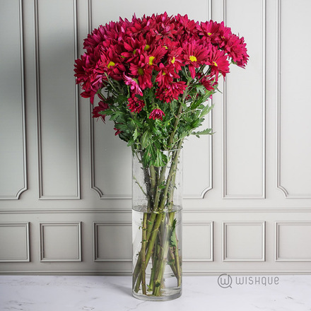 Red Velvet Daisy Chrysanths Cut Flowers