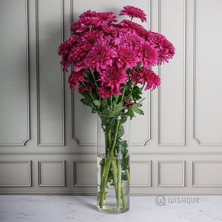 Magenta Chrysanths Cut Flowers