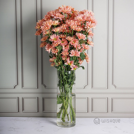 Salmon Daisy Chrysanths Cut Flowers