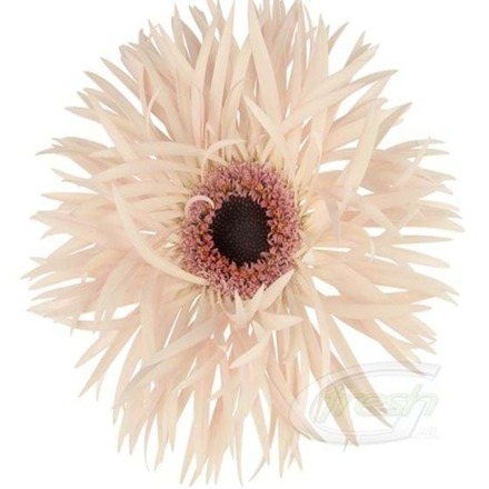 Cream Spring Gebera Cut Flowers