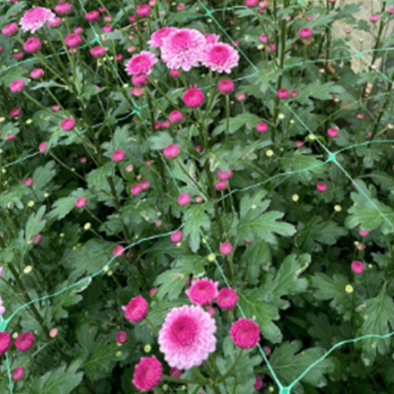 Hot Pink Star Chrysanths Cut Flowers