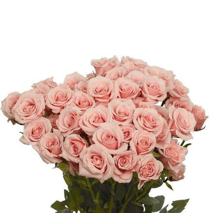 Pink Roses Cut Flowers - CC Team