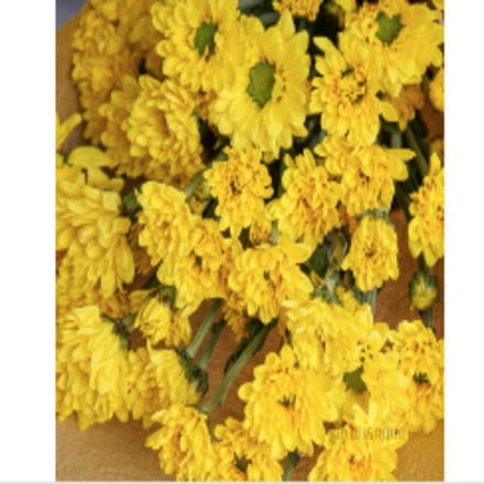 Yellow Daisy Chrysanths Cut Flowers